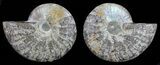 Unique, Polished Ammonite Pair - Agatized #59447-1
